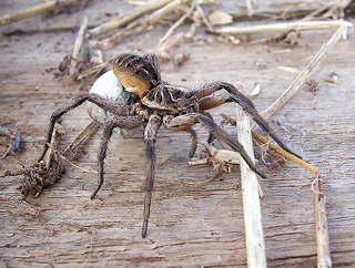 Illustration for article titled This Horrifying Spider Is The Only One That Carries Her Babies Like a Human Mother Would